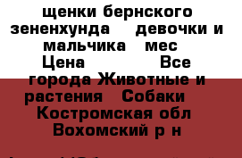 щенки бернского зененхунда. 2 девочки и 2 мальчика(2 мес.) › Цена ­ 22 000 - Все города Животные и растения » Собаки   . Костромская обл.,Вохомский р-н